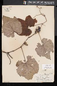 Vitis aestivalis var. bicolor image