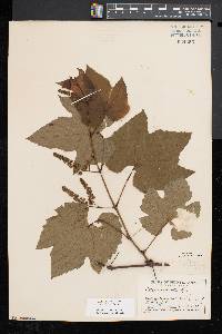 Vitis aestivalis var. bicolor image