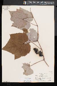 Vitis aestivalis var. bicolor image