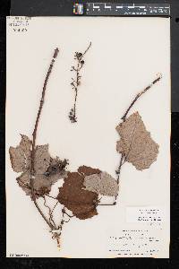 Vitis aestivalis var. bicolor image