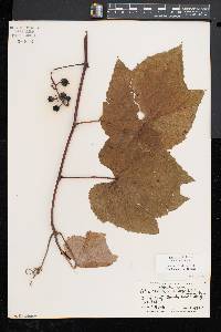 Vitis aestivalis var. bicolor image