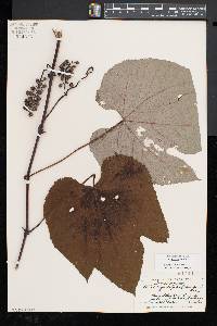 Vitis aestivalis var. bicolor image