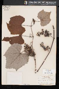 Vitis aestivalis var. bicolor image