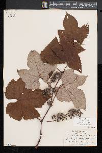 Vitis aestivalis var. bicolor image