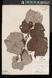 Vitis aestivalis var. bicolor image