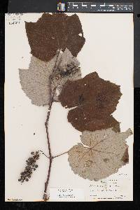 Vitis aestivalis var. bicolor image