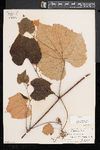 Vitis labrusca image