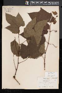 Vitis aestivalis var. bicolor image