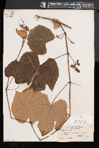 Vitis labrusca image