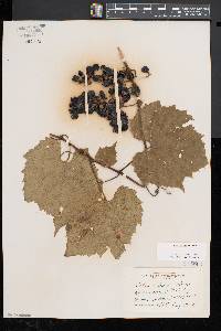 Vitis riparia image