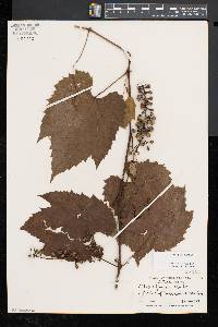 Vitis riparia image