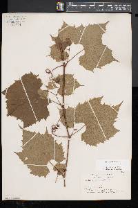 Vitis riparia image