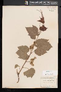 Vitis riparia image