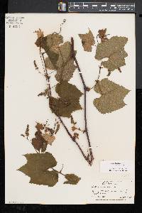 Vitis aestivalis var. bicolor image