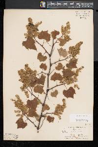 Vitis riparia image