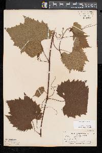 Vitis riparia image