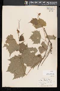 Vitis riparia image