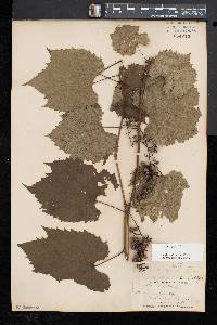 Vitis riparia image