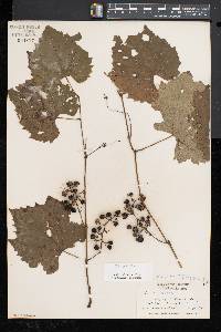 Vitis riparia image