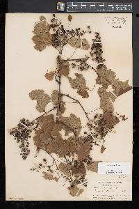 Vitis riparia image