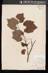 Vitis riparia image