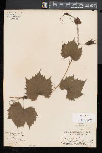 Vitis riparia image