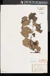 Vitis riparia image