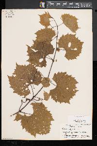 Vitis riparia image