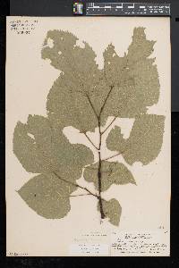 Tilia americana var. heterophylla image