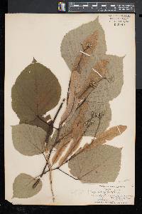 Tilia americana var. heterophylla image