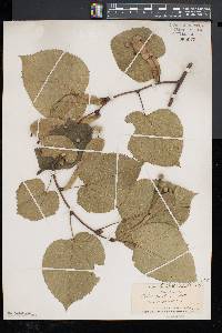 Tilia americana var. heterophylla image