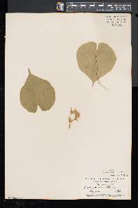 Abutilon theophrasti image