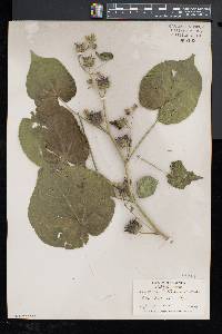 Abutilon theophrasti image