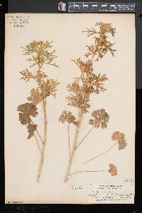 Malva moschata image