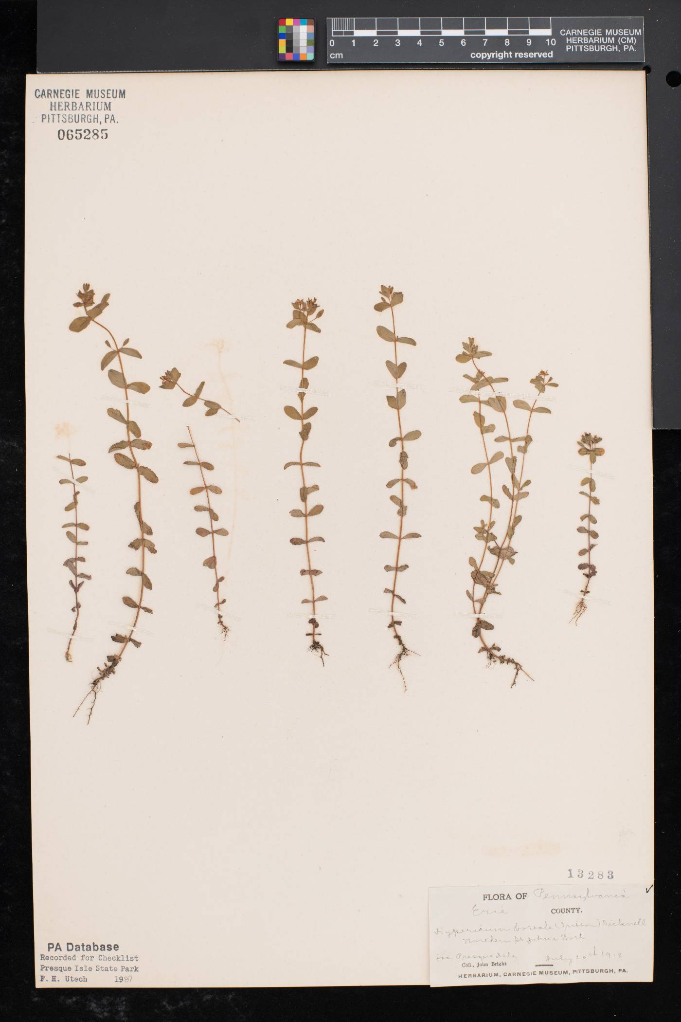 Hypericum mutilum subsp. boreale image