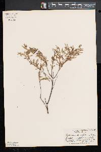 Hypericum densiflorum image