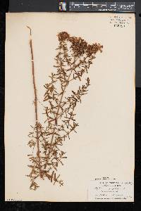Hypericum perforatum image