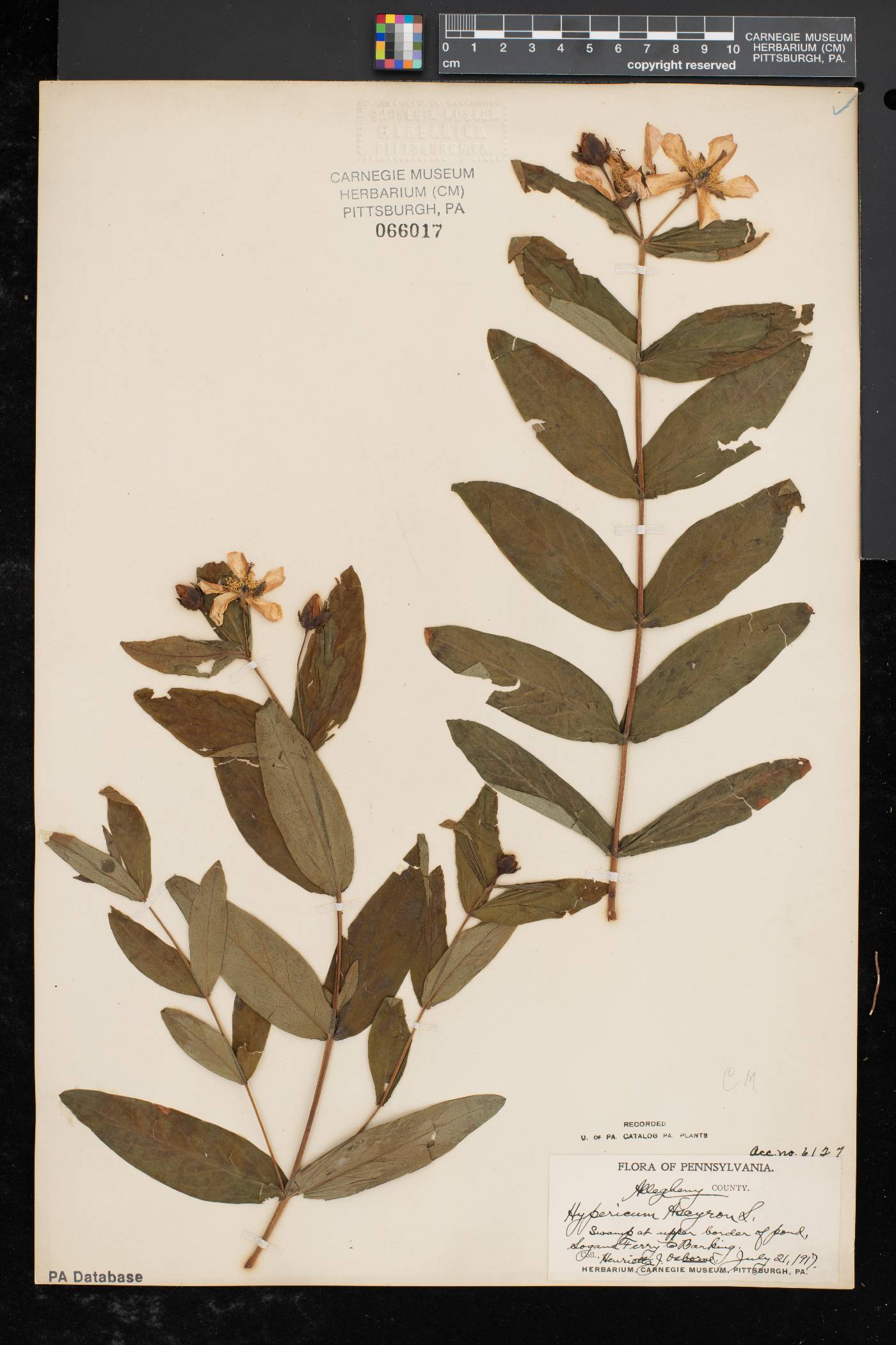 Hypericum ascyron subsp. pyramidatum image