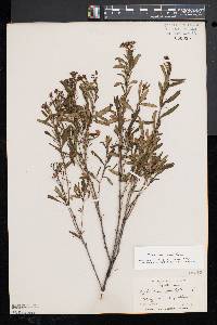 Hypericum densiflorum image