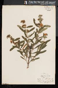 Hypericum prolificum image