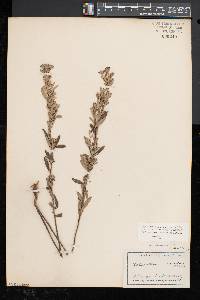 Helianthemum bicknellii image