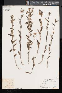Crocanthemum canadense image
