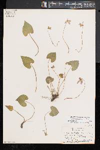 Image of Viola cordifolia