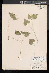 Viola pubescens var. scabriuscula image