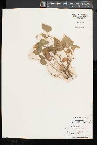 Viola pubescens var. scabriuscula image