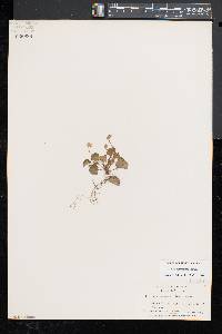 Viola labradorica image