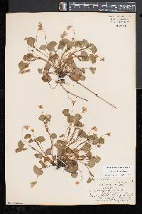 Viola labradorica image