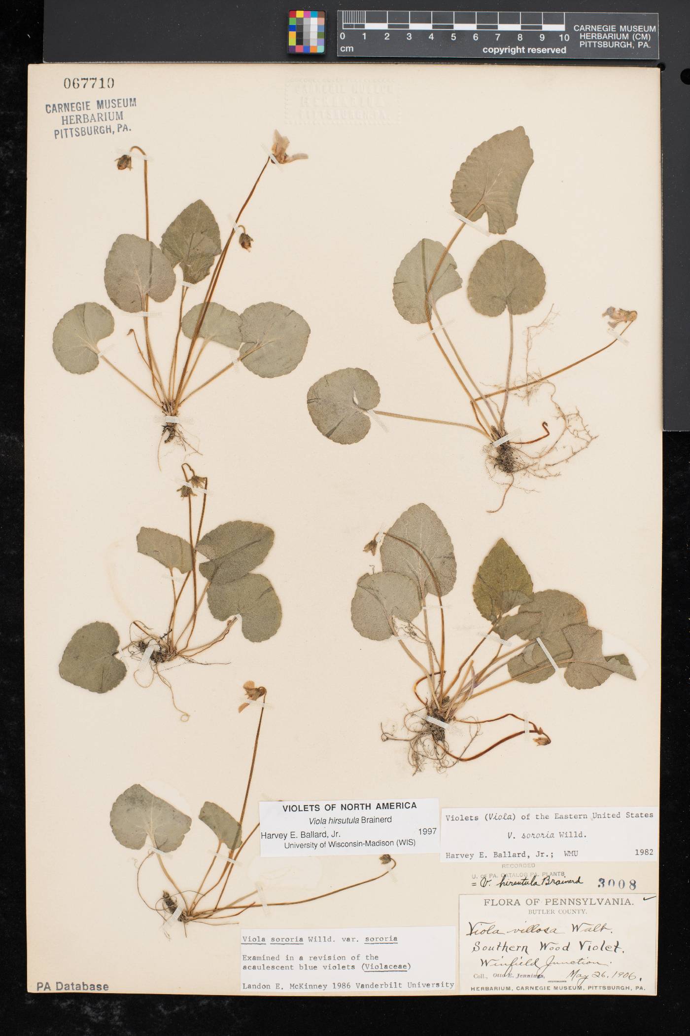 Viola hirsutula image