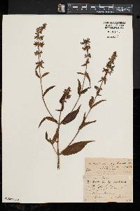 Stachys tenuifolia image