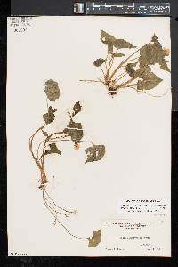 Viola pubescens var. scabriuscula image